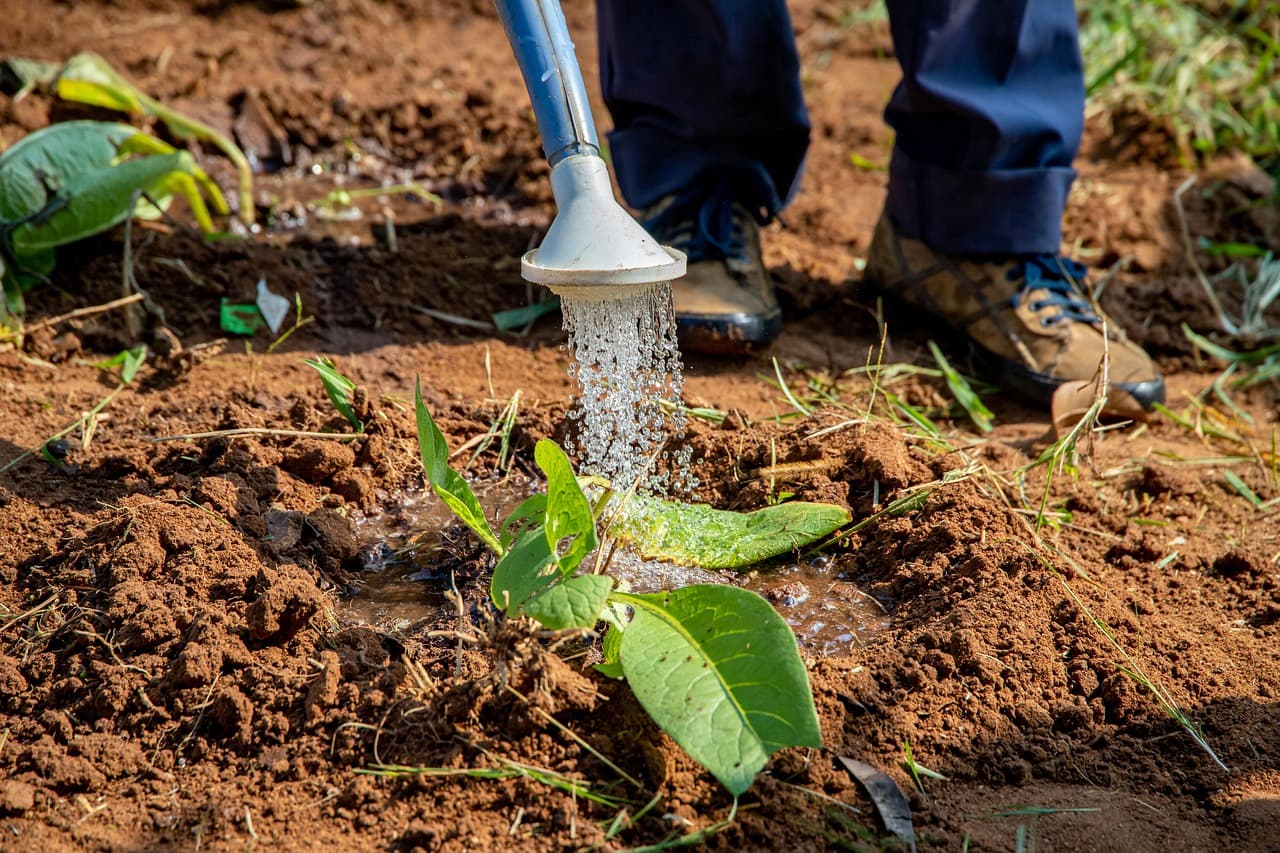 Agriculteurs sénégalais dans un champ